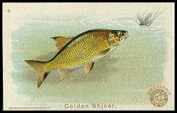 4 Golden Shiner